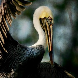 Brown Pelican- Fish Tale